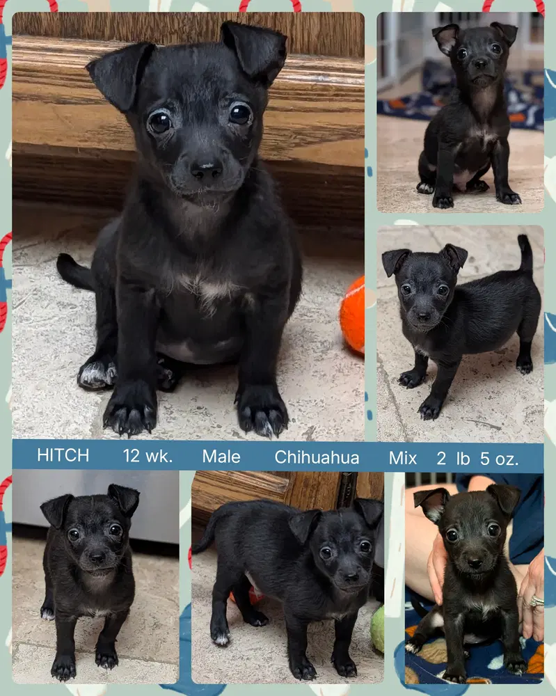 Hitch - Chihuahua