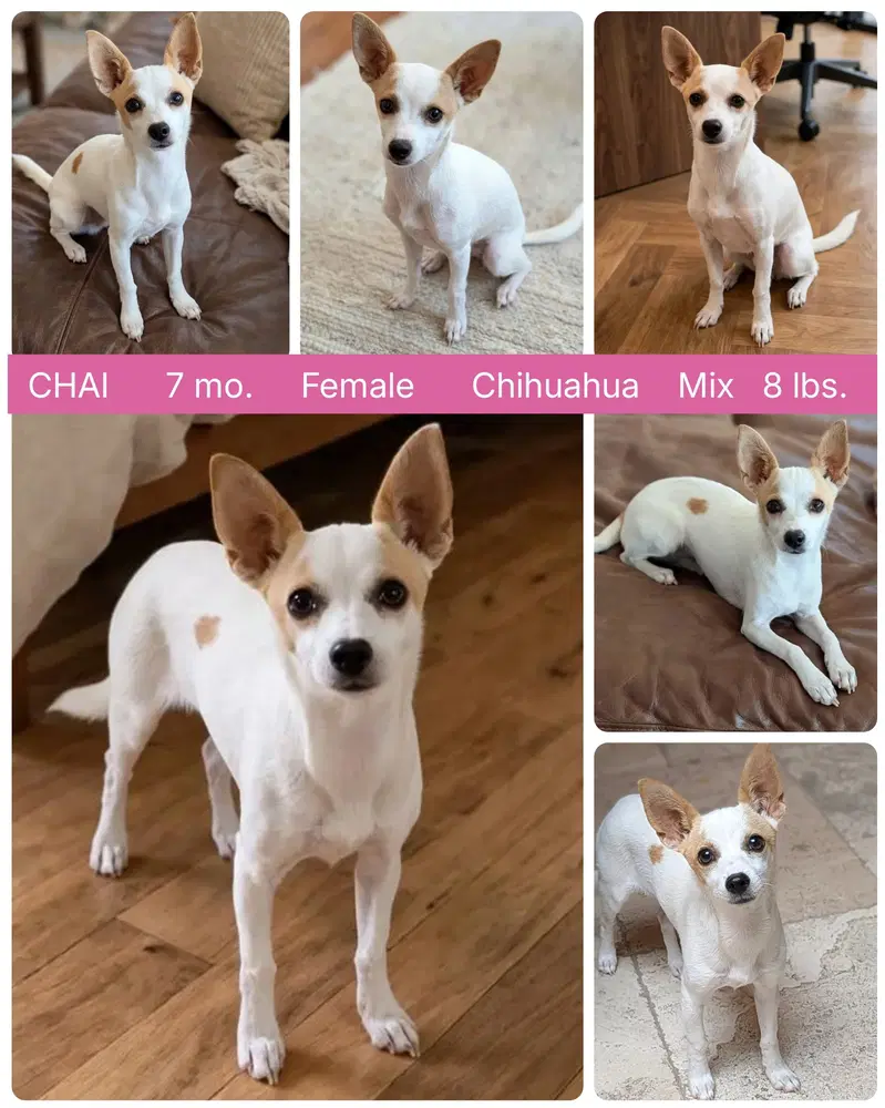 Chai - Chihuahua