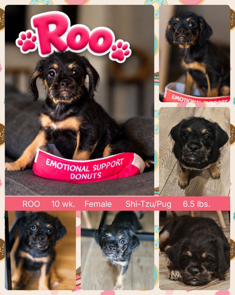 ROO