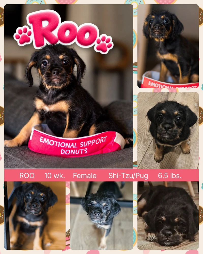 Roo