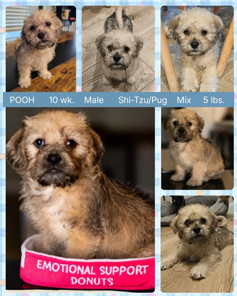 Pooh - Shih Tzu