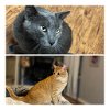 adoptable Cat in boerne, TX named Sam & Thor (Texas Only)