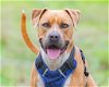 adoptable Dog in boerne, TX named Kobe