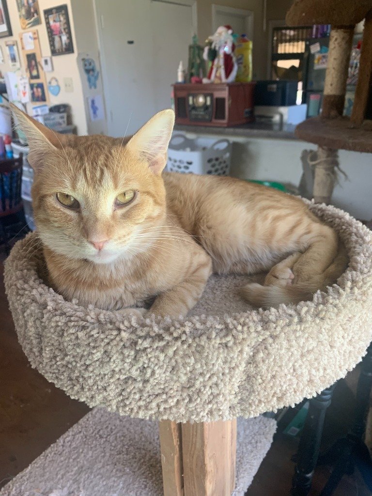 adoptable Cat in Boerne, TX named Bruno