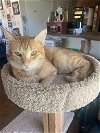 adoptable Cat in boerne, TX named Bruno