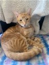 adoptable Cat in boerne, TX named Maui