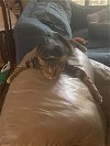 adoptable Cat in boerne, TX named Mei Mei