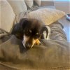 adoptable Dog in boerne, TX named Sebastian (Texas Only)