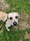 adoptable Dog in boerne, TX named Bunni
