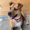 adoptable Dog in boerne, TX named May
