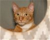 adoptable Cat in boerne, TX named Pumpkin