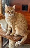 adoptable Cat in boerne, TX named Prancer