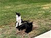 adoptable Cat in boerne, TX named Skylar and Scarlett