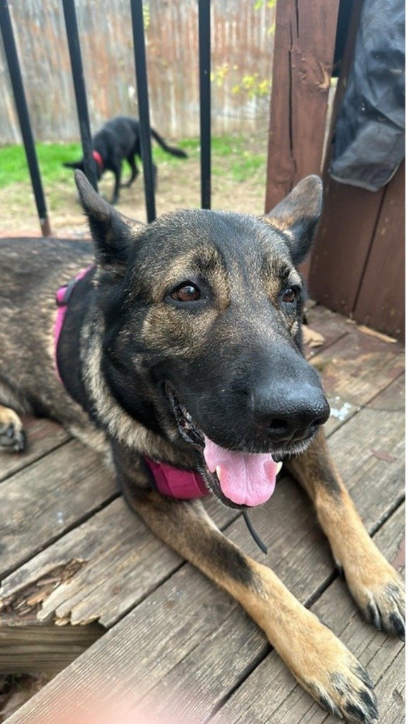 adoptable Dog in Boerne, TX named Luna