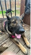 adoptable Dog in boerne, TX named Luna