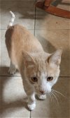 adoptable Cat in boerne, TX named Fade