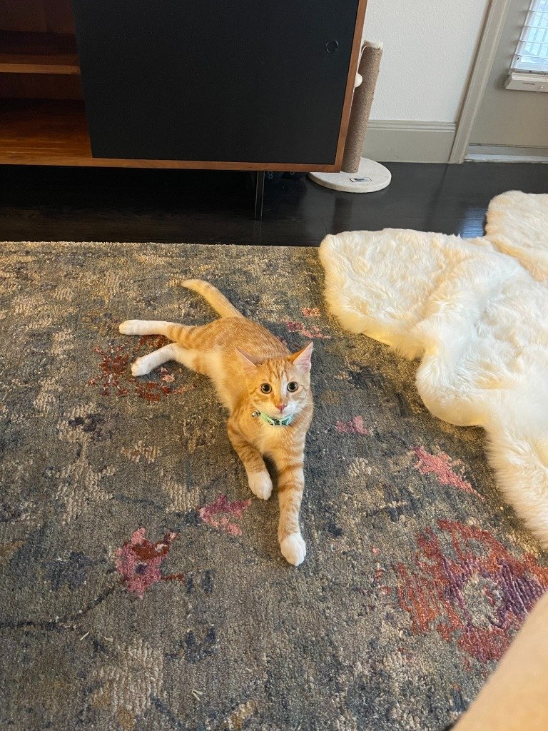 adoptable Cat in Boerne, TX named Cheeto