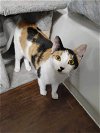 adoptable Cat in boerne, TX named Marti