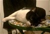 adoptable Cat in boerne, TX named Cinder