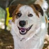 adoptable Dog in boerne, TX named Magellan