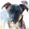 adoptable Dog in boerne, TX named Mahi