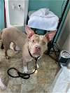 adoptable Dog in boerne, TX named Sibylle