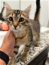 adoptable Cat in boerne, TX named Mimi