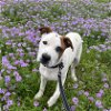 adoptable Dog in boerne, TX named Forest