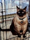adoptable Cat in boerne, TX named Rancy