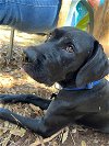 adoptable Dog in boerne, TX named Hank