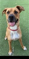 adoptable Dog in boerne, TX named Phoebe