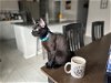 adoptable Cat in boerne, TX named Lewis