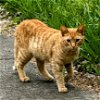 adoptable Cat in boerne, TX named Saturn