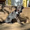 adoptable Dog in boerne, TX named Zuzu