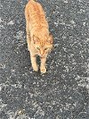 adoptable Cat in boerne, TX named Venus