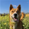 adoptable Dog in boerne, TX named Simba