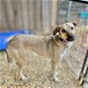 adoptable Dog in boerne, TX named Runner