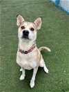 adoptable Dog in boerne, TX named Chevy
