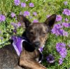 adoptable Dog in boerne, TX named Chimera