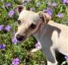 adoptable Dog in boerne, TX named Elodie