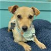adoptable Dog in boerne, TX named Floria