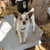 adoptable Dog in boerne, TX named Marnie