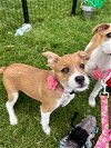 adoptable Dog in boerne, TX named Star