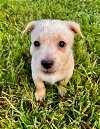 adoptable Dog in boerne, TX named Rachel