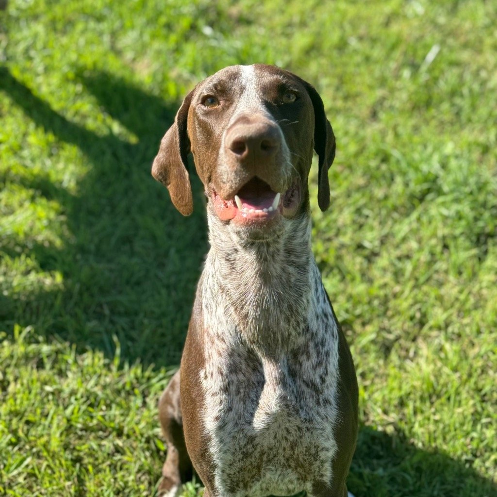 adoptable Dog in Boerne, TX named Arrow