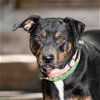 adoptable Dog in boerne, TX named Lucy