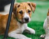 adoptable Dog in boerne, TX named Rummy
