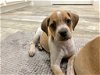 adoptable Dog in boerne, TX named Scrabble