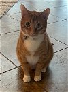 adoptable Cat in boerne, TX named Julius