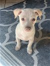 adoptable Dog in boerne, TX named Teddy